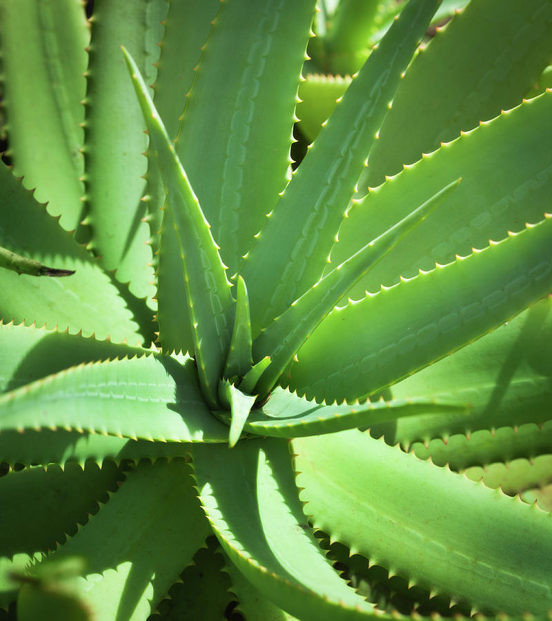 Medicinal Herbal Aloe Vera Plant by Yinyang