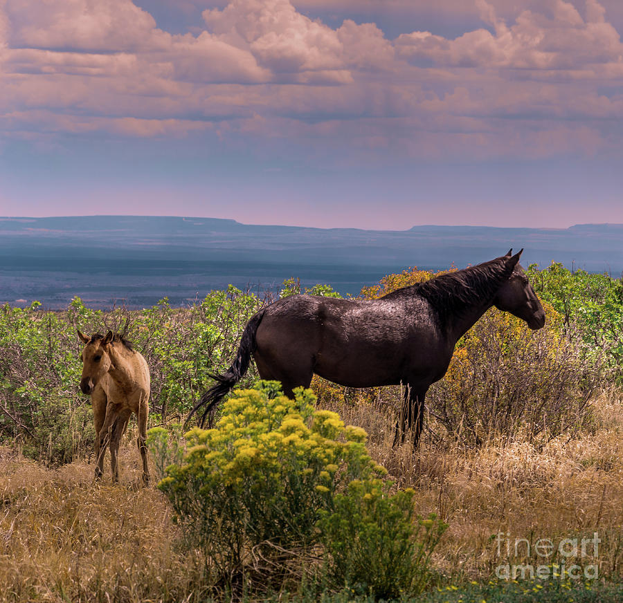 Mesa Verde Wild Horses #2 Photograph by Blake Webster