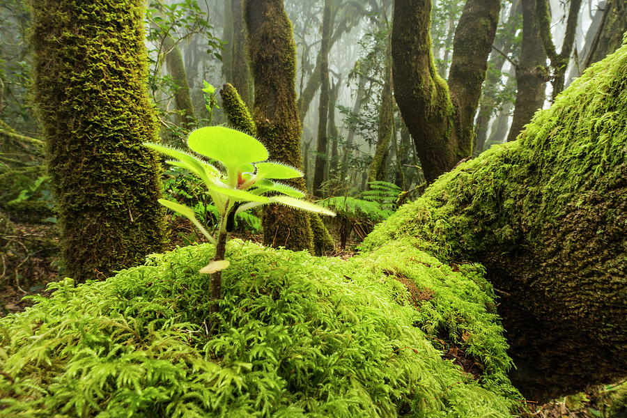 Moss In Cloud Forest Digital Art by Reinhard Schmid