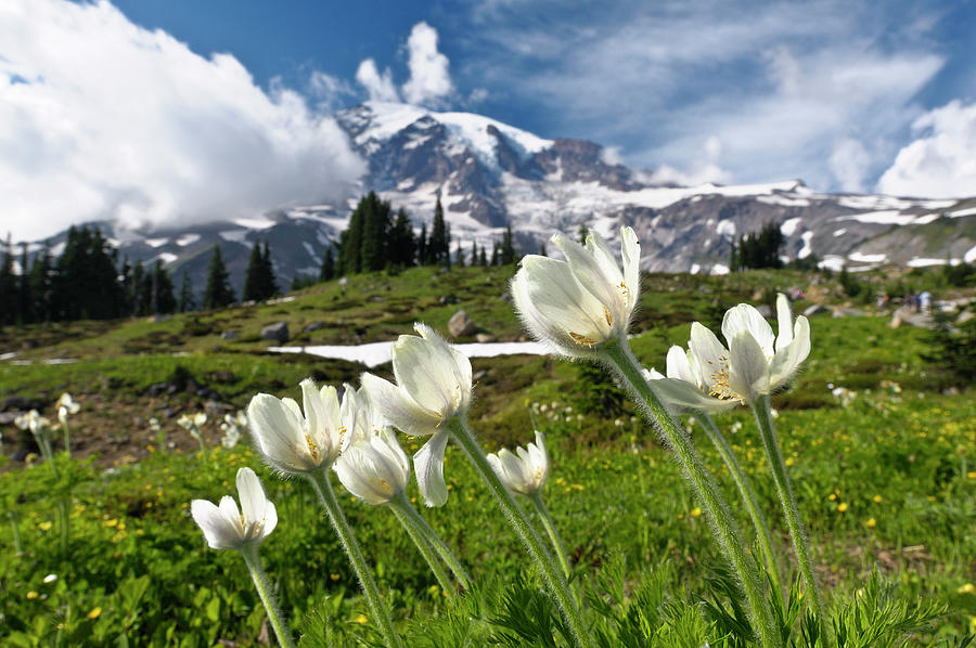 Mount Rainier Np, Washington State Digital Art by Heeb Photos