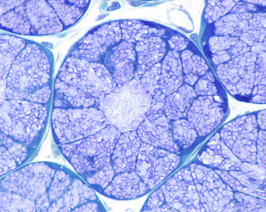 Mucous Gland. Acinus by Jose Luis Calvo