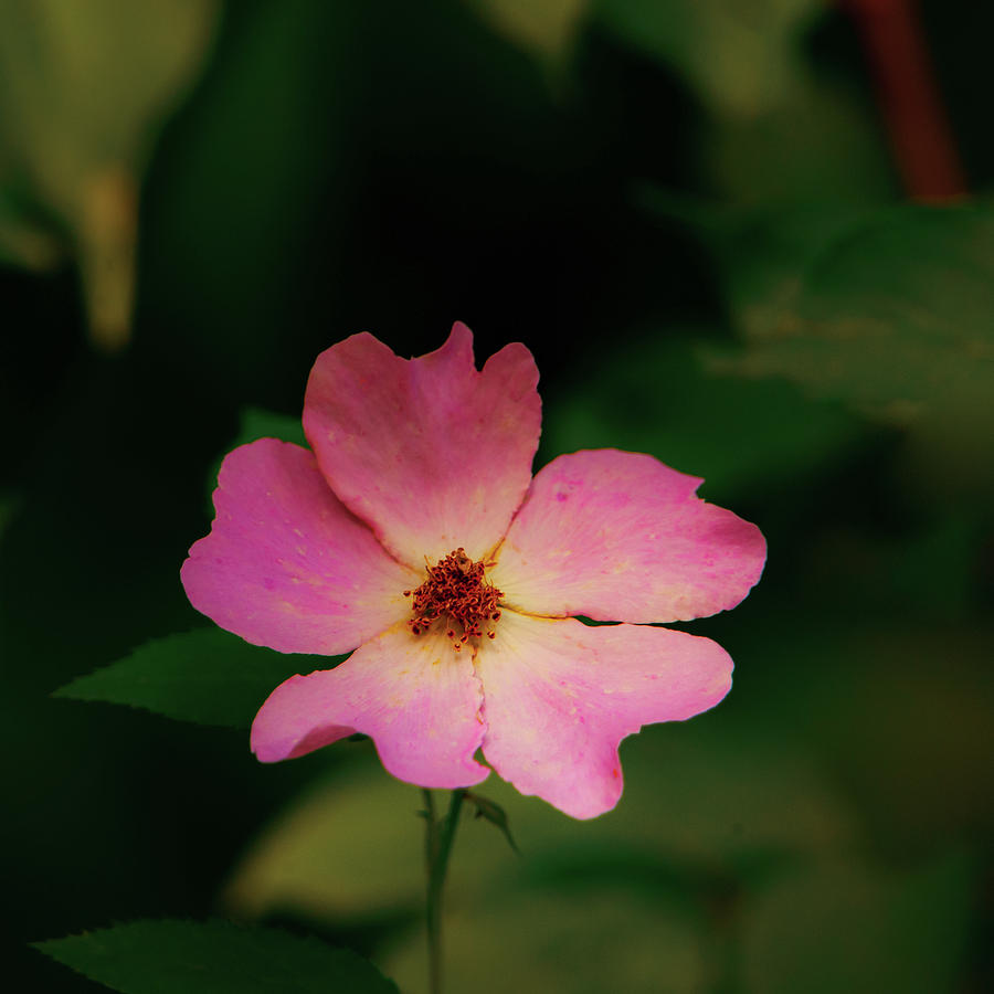 Multi Floral Rose Flower Photograph by Jeff Phillippi