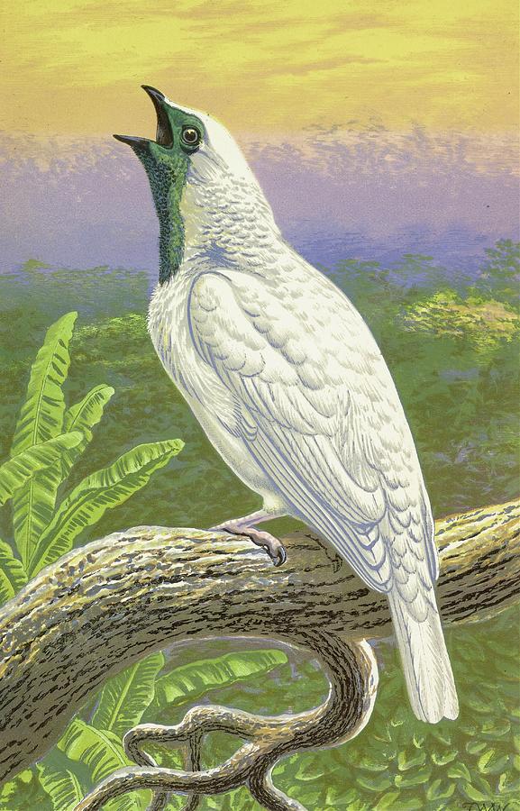 Naked-throated Cotinga Painting by Thomas Waterman Wood