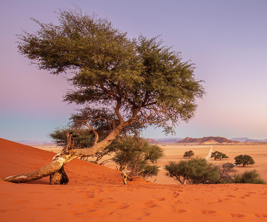 Namibia, Hardap, Sossusvlei, Namib Desert, Namib-naukluft National Park, Tree On The Elim Dune At Sesriem In The Namib-naukluft National Park Digital Art by Christof Simon