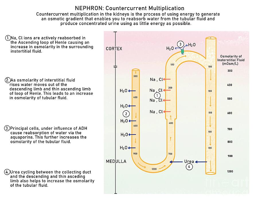 Nephron Countercurrent Multiplier by Kadambari Pathania / Science Photo ...