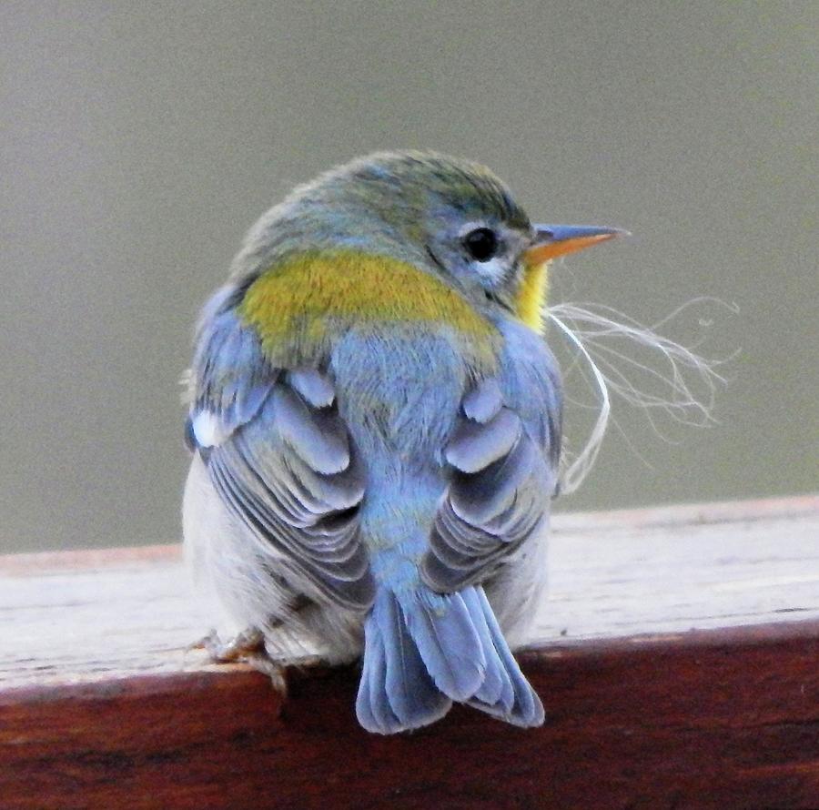Northern Parula I Photograph by Karen Stansberry