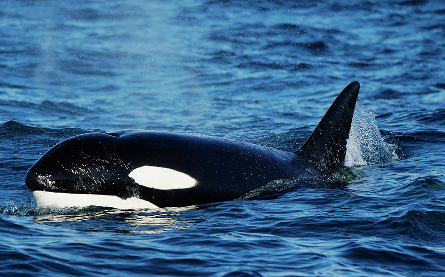 Orca Porpoising Monterey Bay by Hiroya Minakuchi