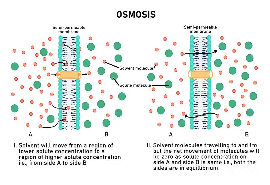 Osmosis by Kadambari Pathania / Science Photo Library