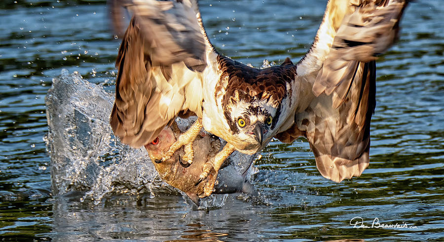 Osprey Catch 9403 Photograph by Dan Beauvais