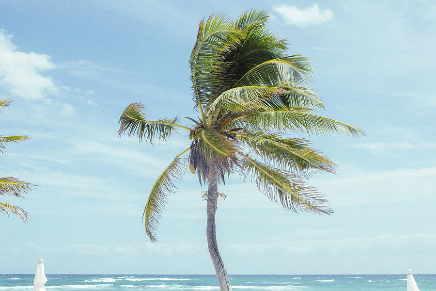 Palm Trees Blowing In Wind At Beach by Sasha Weleber