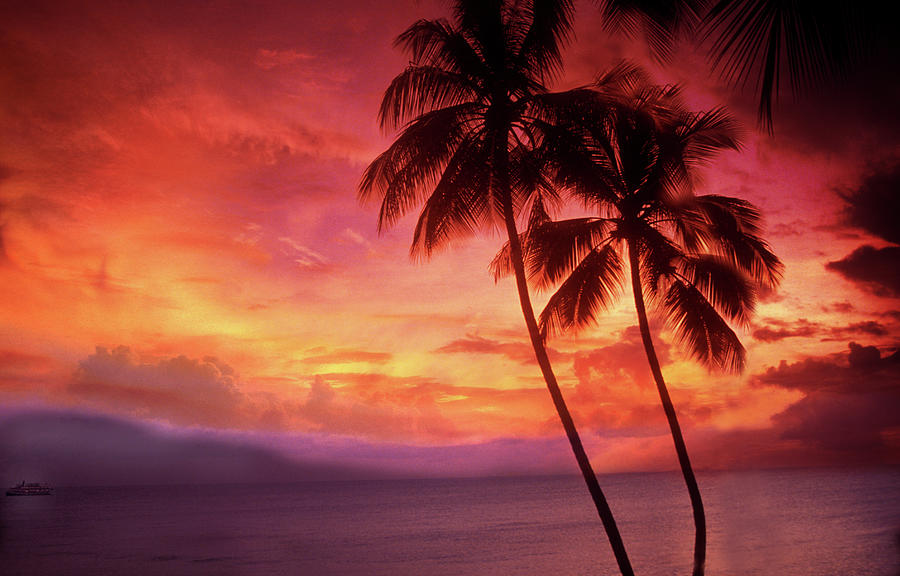 トーマス・ガラー Palm Trees, Sunsets, Turmoil View of St. Thomas, 18.5