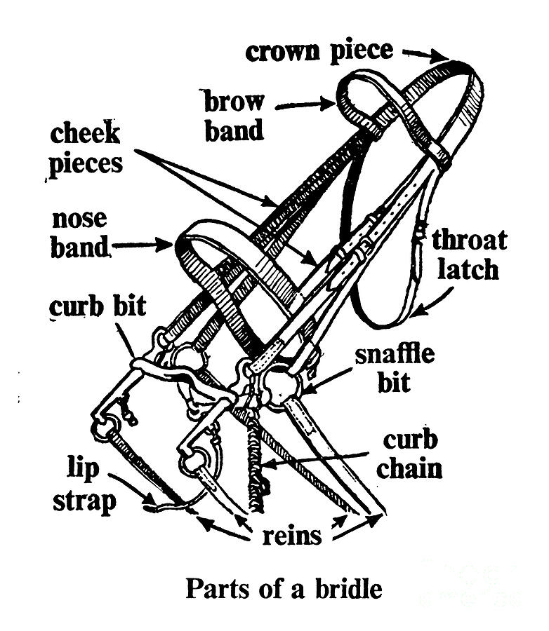 parts-of-a-bridle-english-