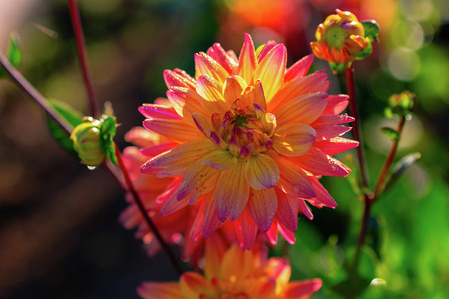 Pastel Perfection Photograph by Douglas Wielfaert