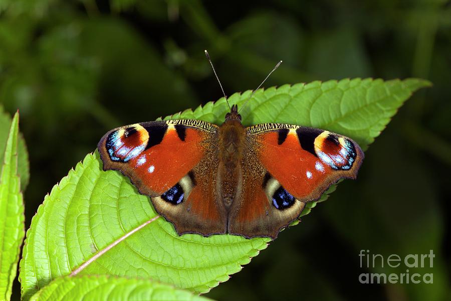 Peacock Butterfly by Dr Keith Wheeler / Science Photo Library