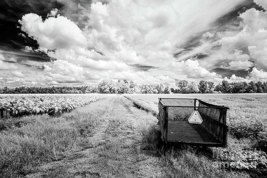 b&w tobacco Pee Dee Tobacco Farm B-W by Charles Hite