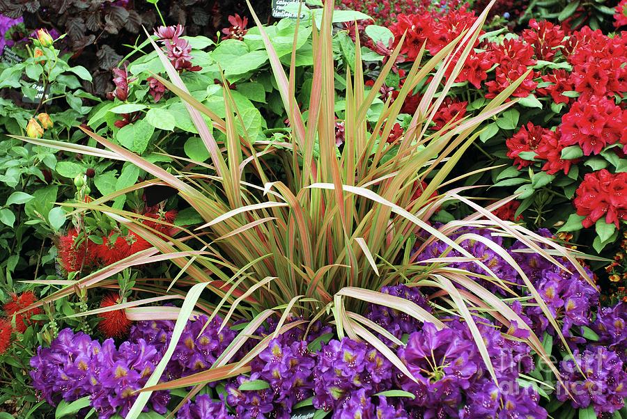 Formium Jester Phormium 'jester' by Mike Comb / Science Photo Library