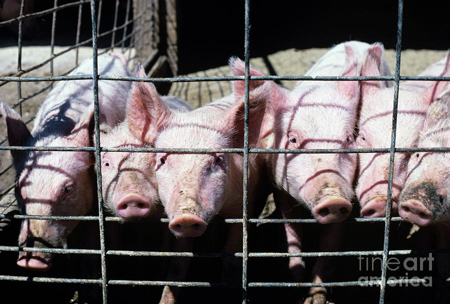 Piglets by George Post / Science Photo Library