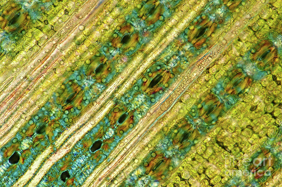Pine (pinus Sp.) Needle by Marek Mis / Science Photo Library