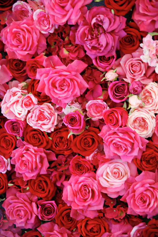 Pink And Red Roses by Eva Ritchie