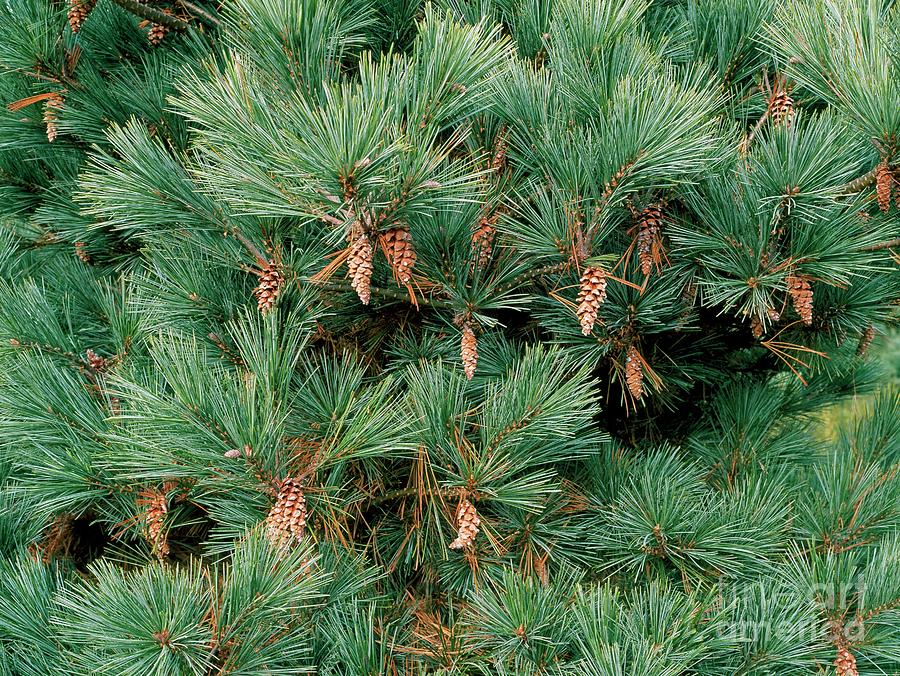 Maco Pin Case Pinus Strobus 'macopin' by Geoff Kidd / Science Photo Library