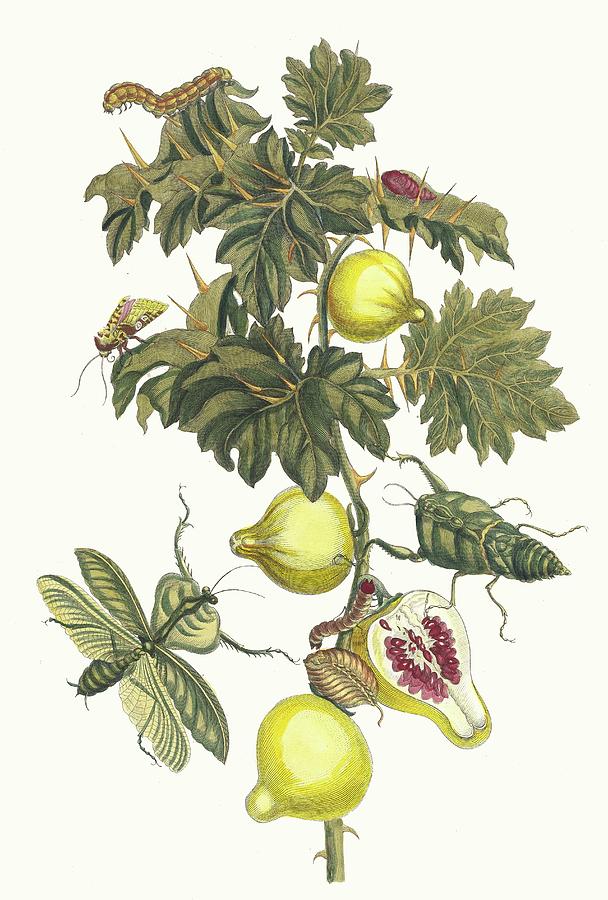 Pomme De Sodome Painting by Maria Sibylla Merian