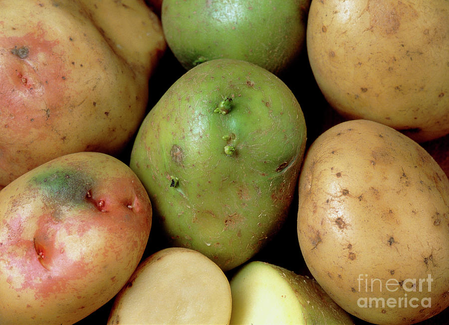 Potatoes That Have Turned Green And Poisonous by Jane Shemilt / Science  Photo Library