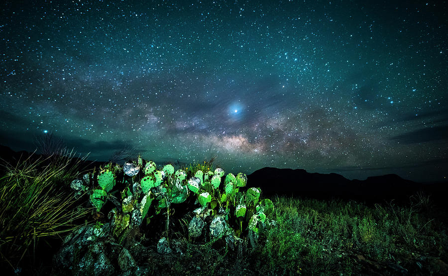 Prickly Pear Beneath the Milky Way Photograph by David Morefield