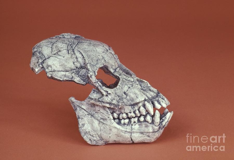 Proconsul Africanus Cranium by Carolina Biological Supply Company ...