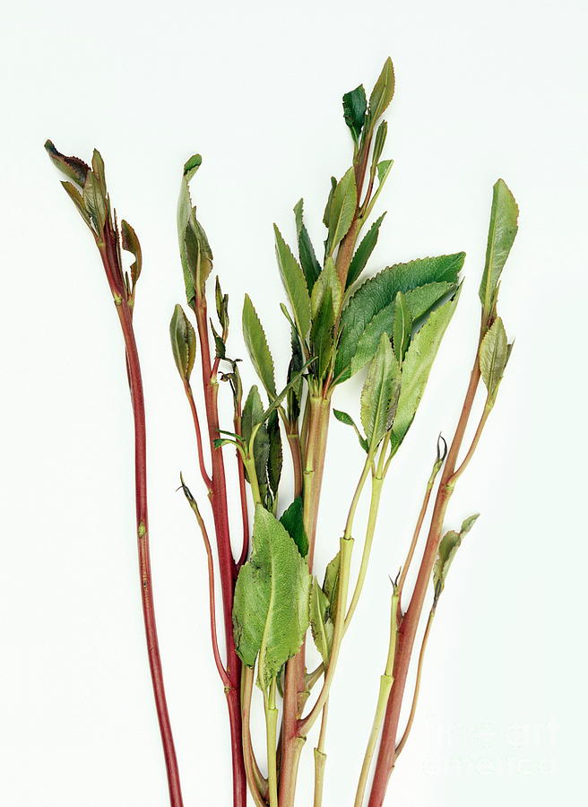 blueberry bushes planting Northland Blueberry Plant (3-Year-Old Bare Root) | Cold-Hardy, High-Yield  Variety | Zones 3–7 main image 0