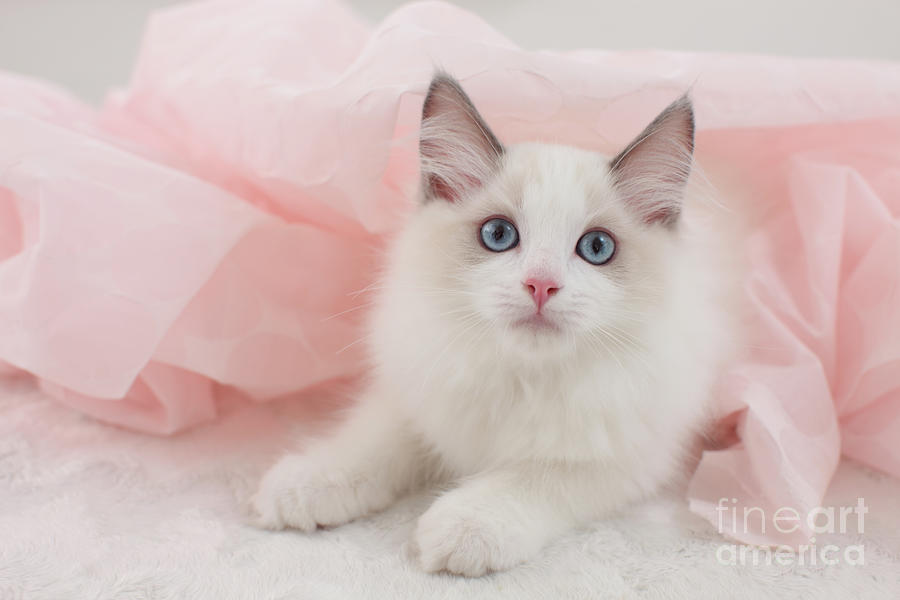 Shell Ragdoll Ragdoll Pet by Shinya Sasaki/aflo