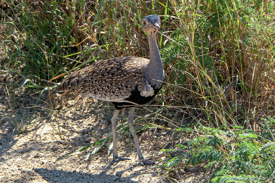 Red-Crested Bustard of Kruger Photograph by Douglas Wielfaert