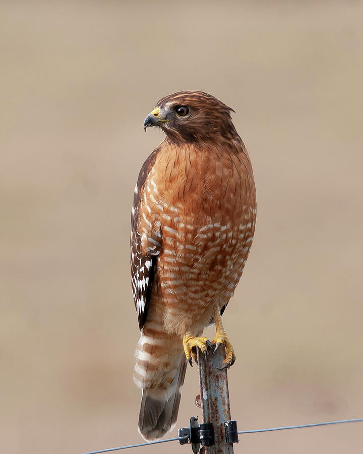Red-Shouldered Photograph by Jim E Johnson