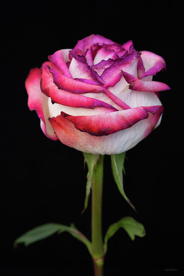 Red White Rose Photograph by Crystal Wightman