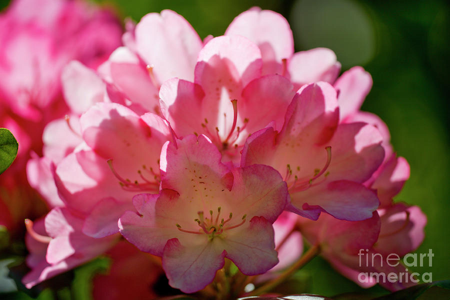 Rhododendron 'fantastica' by Dr Keith Wheeler / Science Photo Library