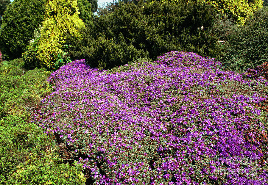 Rhododendron Impeditum by Mike Comb / Science Photo Library