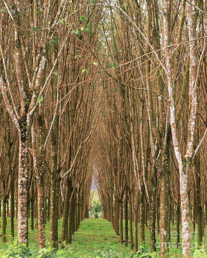 Rubber Tree Plantation by John Mead / Science Photo Library