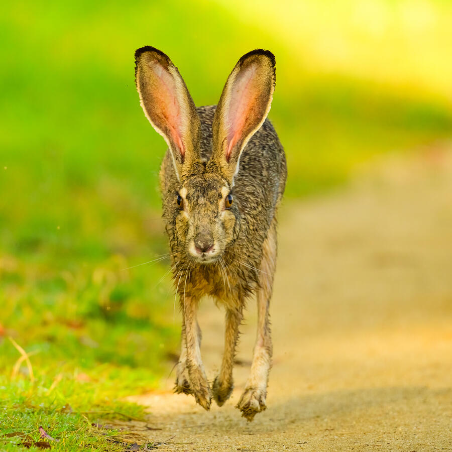 Running Rabbit by Moses Wang