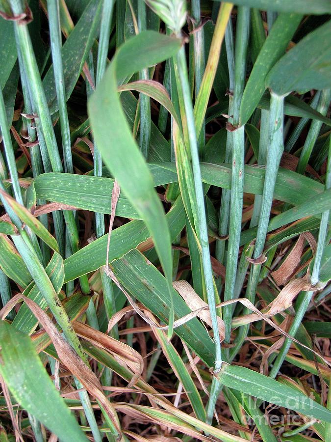 Rust-resistant Barley Plants by David Marshall / Us Department Of ...