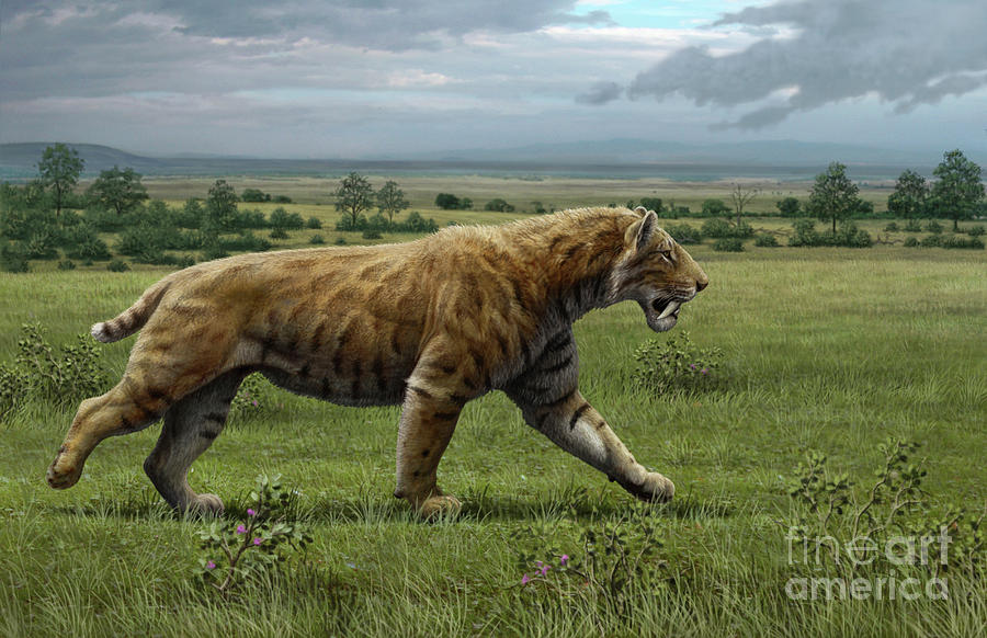 Sabre-toothed Cat by Mauricio Anton / Science Photo Library