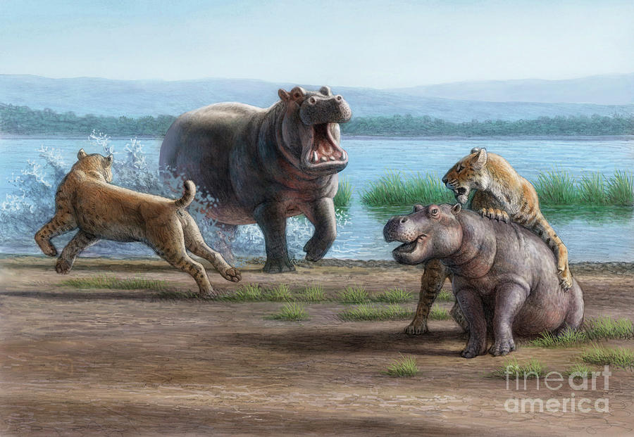 Sabretooth Cats And Hippopotamus Prey by Mauricio Anton / Science