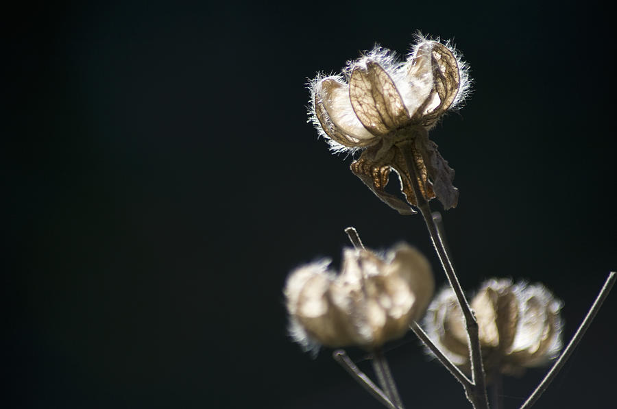 Seed Pods Of Confederate Rose by Wataru Yanagida
