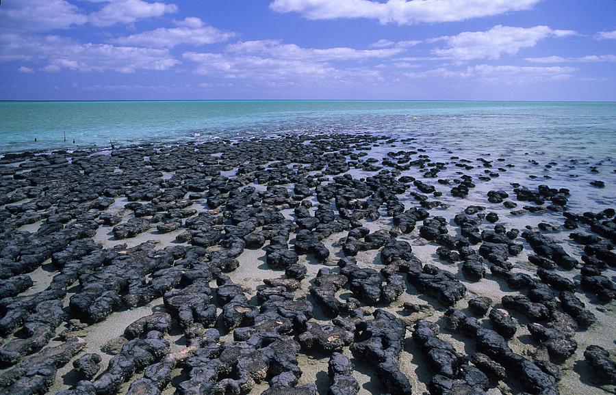 Shark Bay, Living Stromatolites, The Oldest Organisms On Earth, In Hamlin Pool, Western Australia, Australia Photograph by Don Fuchs