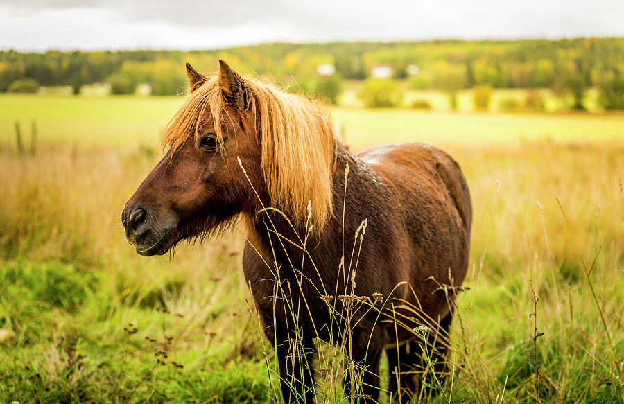 Shetland Pony Photograph by David Morefield
