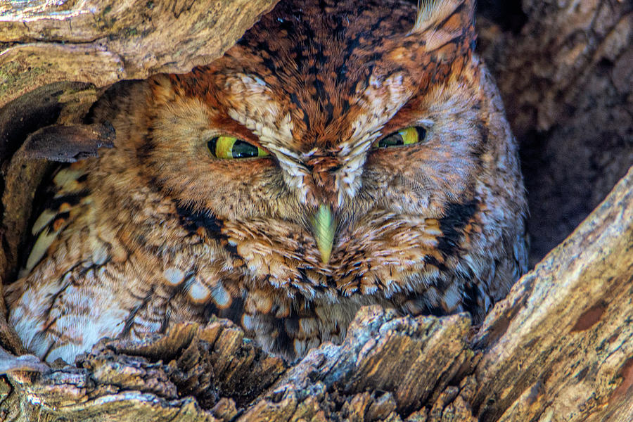 Shy Screech Owl Photograph by Douglas Wielfaert