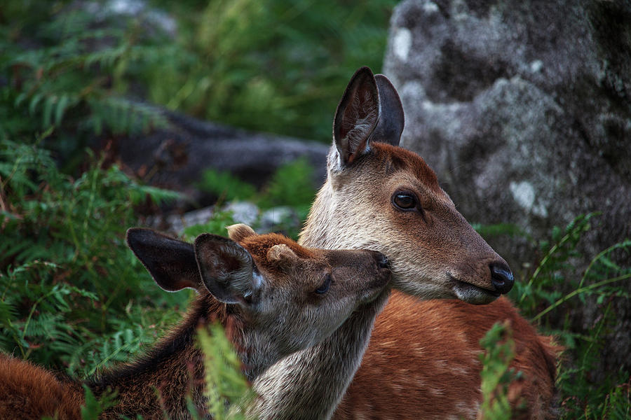 Sika Deer, Glendalough, Co Wicklow, Ireland Photograph by Adrian Hendroff
