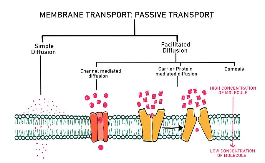 Simple And Facilitated Diffusion by Kadambari Pathania / Science Photo ...
