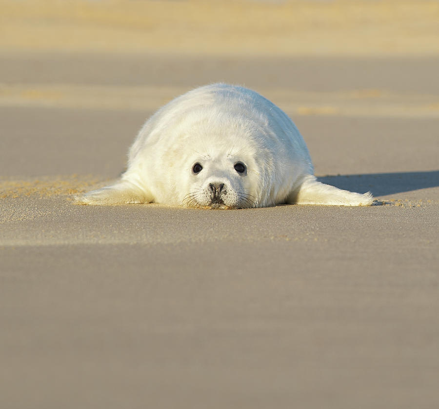 Shangle Pup Single Seal Pup On Beach by Dougal Waters