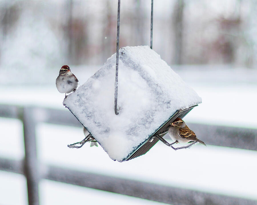 Snow Birds Photograph by Donna Twiford