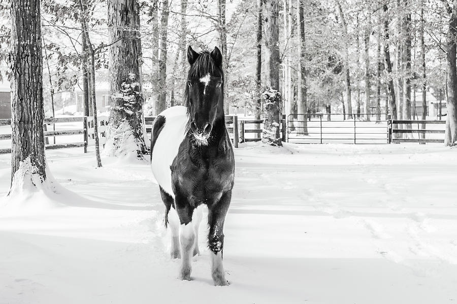 Snow Painted Pony Photograph by Donna Twiford