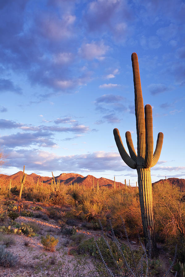 Sonoran Desert And Saguaro Cactus by Kencanning